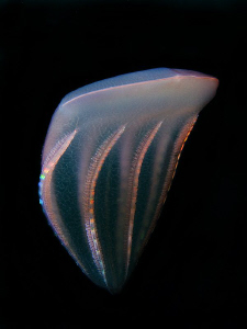 Ctenophore at night by Roland Bach 